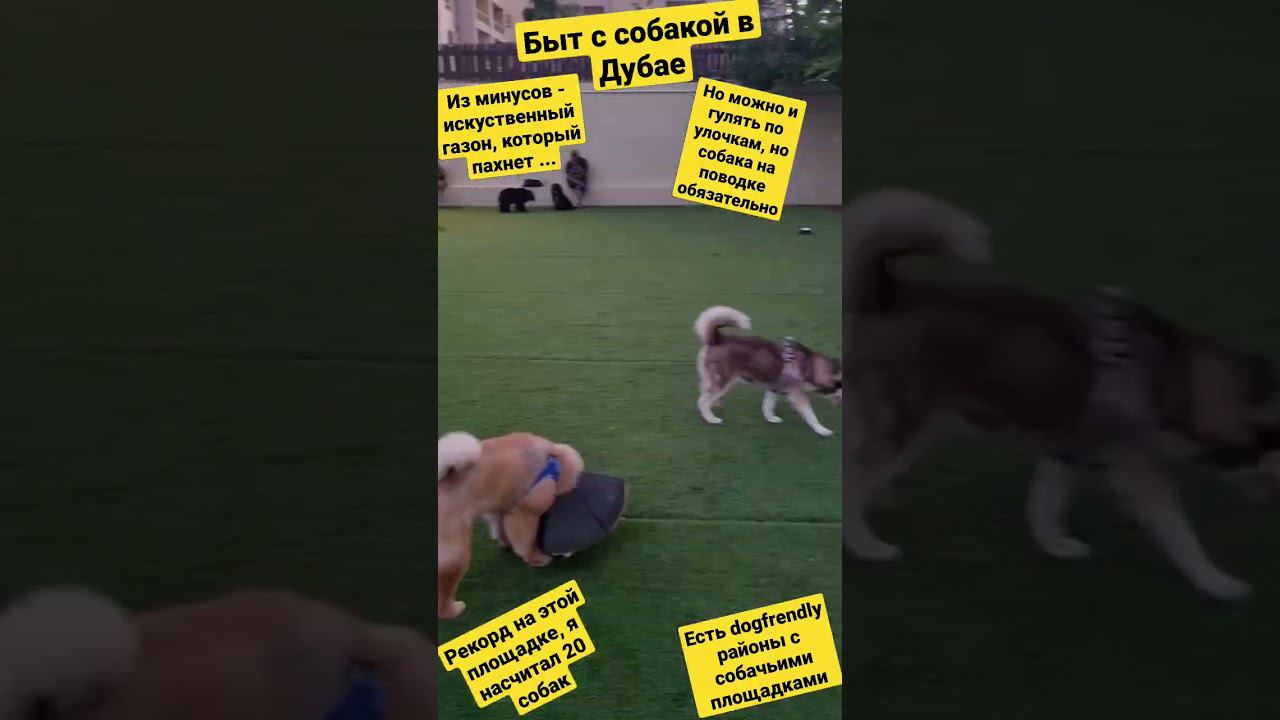 #собаки в #Дубае #dogfrendly смотреть онлайн