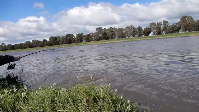 Карп в Австралии огромен / Massive Carp