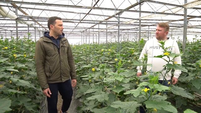 Огурцы в теплице и выращивание клубники. Как начать ягодный и овощной бизнес. Столичный фермер смотреть онлайн