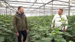 Огурцы в теплице и выращивание клубники. Как начать ягодный и овощной бизнес. Столичный фермер