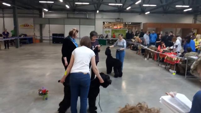 2017.04.15 - г. Барнаул выставка щенок смотреть онлайн