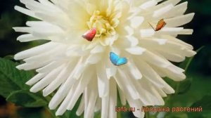 Георгина кактусовая Плейя Бланка ? обзор: как сажать, рассада георгины Плейя Бланка