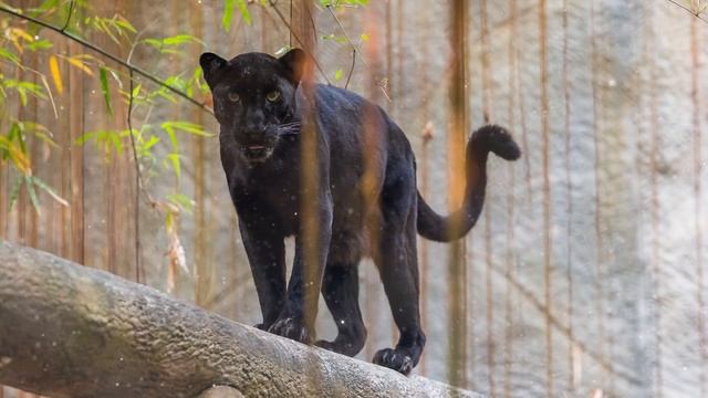 Panther Spirit Guide - Ask the Spirit Guides Oracle - Totem Animal - Power Animal - Magical Craftin смотреть онлайн