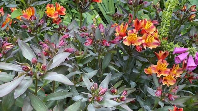 Альстромерия в Саду Alstroemeria
