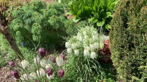 Рябчик шахматный. Самый изысканный и скромный из фритиллярий!