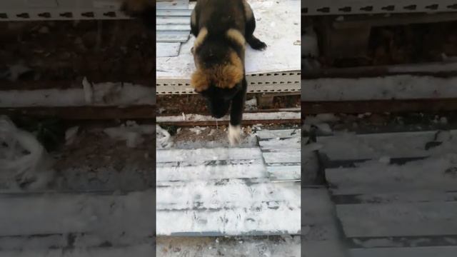 Кавказские овчарки (щенки) смотреть онлайн