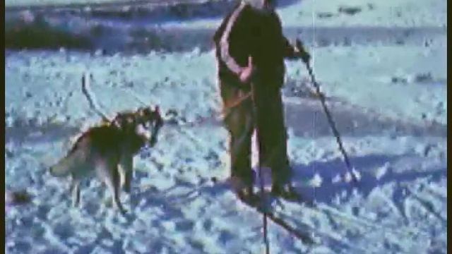Siberian Husky Alaska Malamute