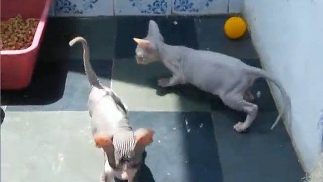 Донские сфинксы, п к Баловень Судьбы смотреть онлайн