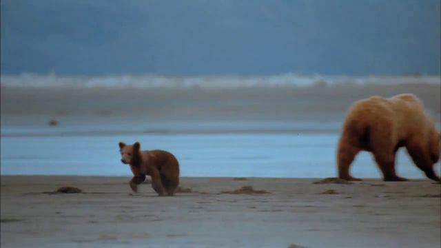 Seen On IMAX: Alaska - Spirit Of The Wild [ HD Trailer ] смотреть онлайн