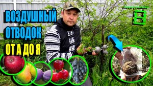 ВОЗДУШНЫЕ ОТВОДКИ - СПОСОБ РАЗМНОЖИТЬ ПЛОДОВЫЕ ДЕРЕВЬЯ И КУСТАРНИКИ. ЭКОСАД (ОГОРОД) И ТЕПЛИЦА 22-33
