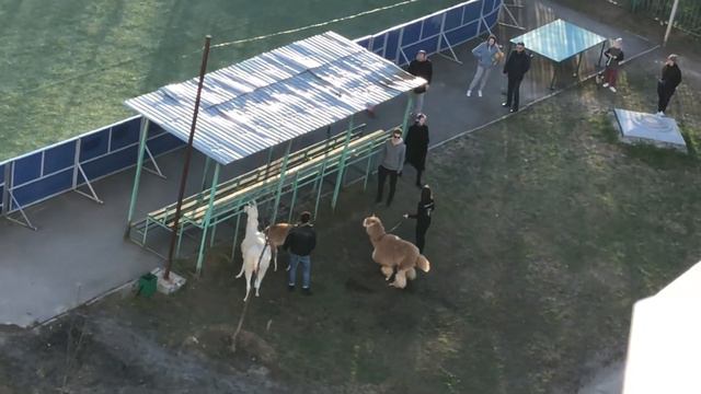 Вугуливаем альпак в 100м от дома смотреть онлайн