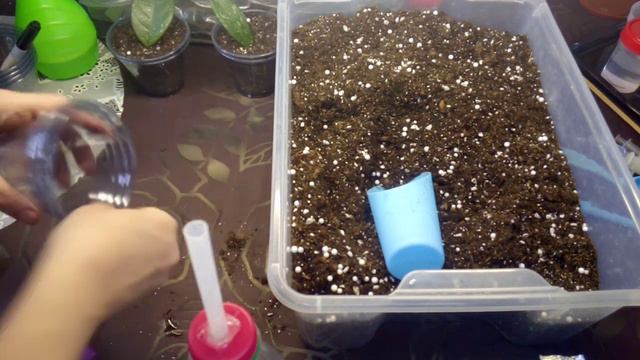 27.И СНОВА О ХОЙКАХ!!!КАК Я УКОРЕНЯЮ ЛИСТИКИ ХОЕК,ЧТО ИЗ ЭТОГО ПОЛУЧАЕТСЯ И ПЕРЕСАДКА В НОВЫЙ ГРУНТ смотреть онлайн