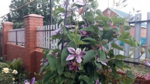 Клематис Доктор Руппель и Дюшес оф албани