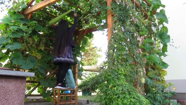 Harvesting Upo In The Garden смотреть онлайн