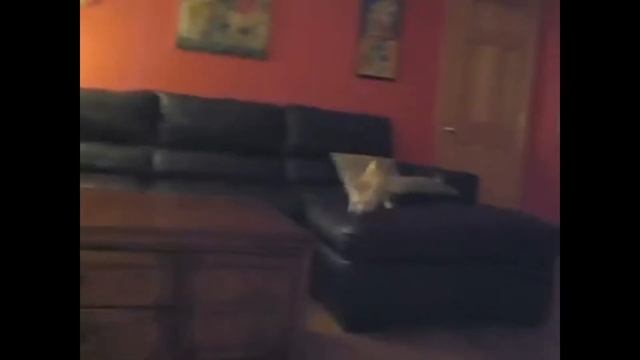 КАКОЕ ЖИВОТНОЕ ЗАВЕСТИ? ТОП ЭКЗОТИЧЕСКИХ ЖИВОТНЫХ ДЛЯ ДОМА смотреть онлайн