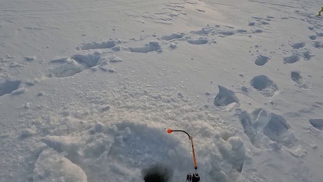 НА ЮЖНОМ ПОБЕРЕЖЬЕ БАРЕНЦЕВА МОРЯ / АРКТИЧЕСКИЙ ГОЛЕЦ смотреть онлайн