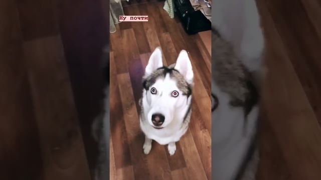 Хаски учиться лаять (осмысленно)) / ХАСКИ - любимая порода собак смотреть онлайн