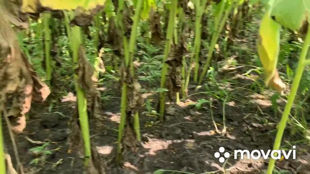 Соняшник. Syngenta Алькантара. Пізні посіви. Подсолнух.