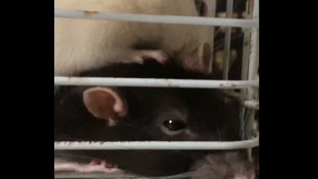 МИЛЫЕ КРЫСЫ / нежности✨? смотреть онлайн