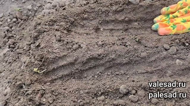 Укроп взойдет щеткой! Посейте так укроп в июле - августе, получите быстрые всходы! смотреть онлайн