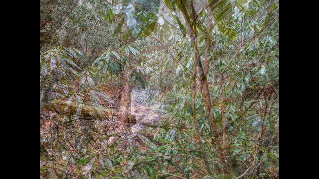 Rhododendron Creek - Great Smoky Mountains National Park смотреть онлайн
