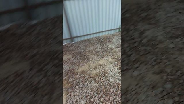 Мастерская мечты 116 день #shorts смотреть онлайн