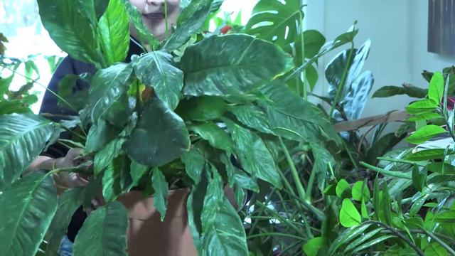 5 PLANTAS PARA PRINCIPIANTES.