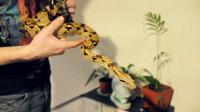 Императорский удав, выпуск 6 смотреть онлайн