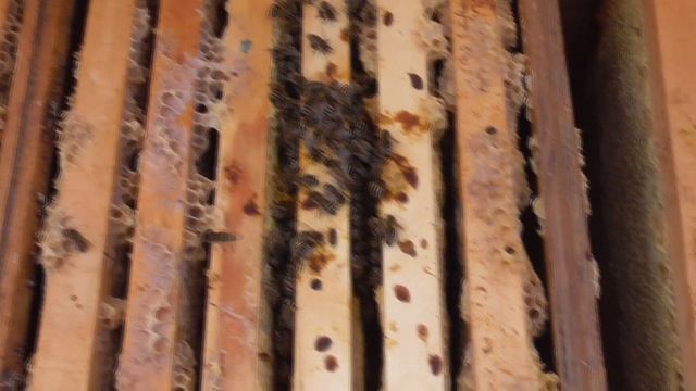 Зимовка пчёл экстренная обработка семьи полынью