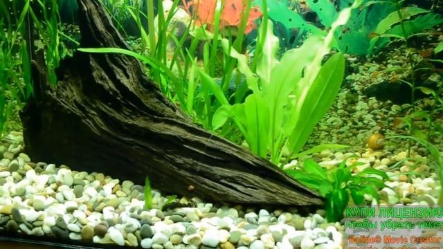 Мой аквариум 50 л. 1 месяц