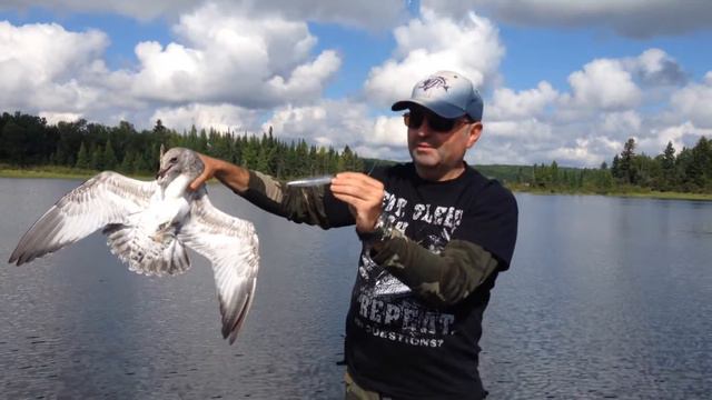 Чайка в Канаде, чайка на воблер смотреть онлайн