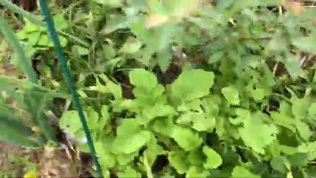 Small Strawberry Harvest! Marshall Becoming Sweeter?! Mara Des Bois Flowering! Brix Comparisons! смотреть онлайн