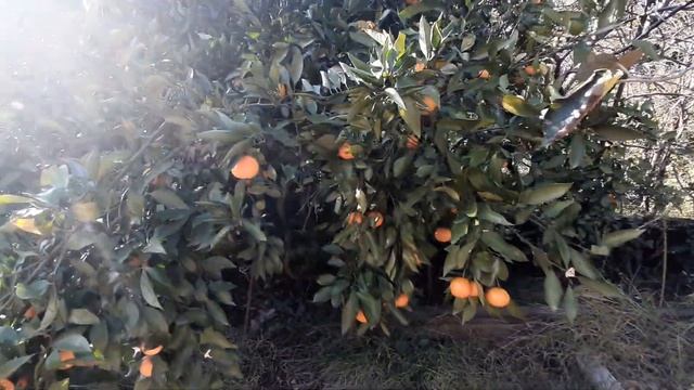 Мой урожай в Сочи. Мандарины, лимоны. смотреть онлайн