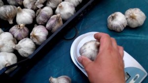 Чеснок сорта Любаша. Обзор. Сезон 2017г.