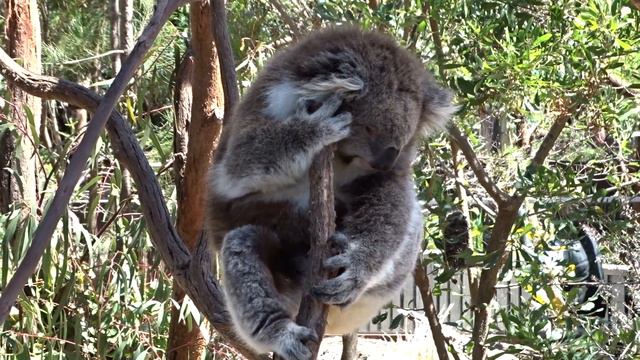 Почти бодрствующая коала смотреть онлайн