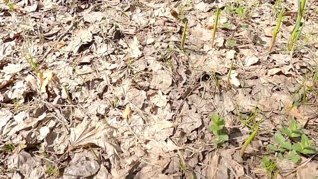 Сбор Грибов. Сморчки Грибы Невидимки. Чудо Природы или Лесной Деликатес смотреть онлайн