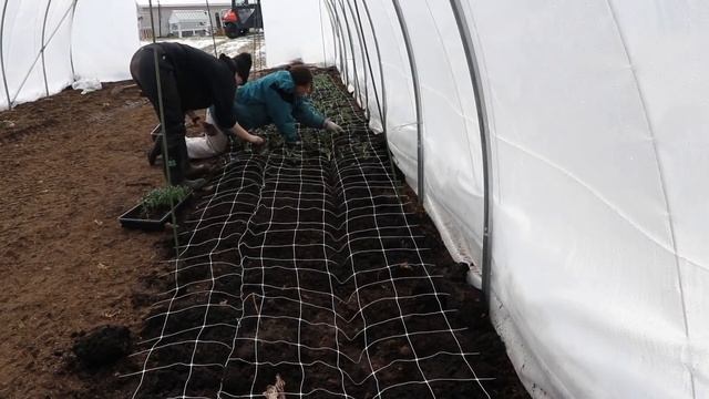 Planting Ranunculus in the Hoop : Flower Hill Farm смотреть онлайн