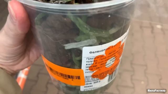 ОРХИДЕИ в ОБИ-Лахта, СПБ. 26.08.22. Есть уценка. смотреть онлайн