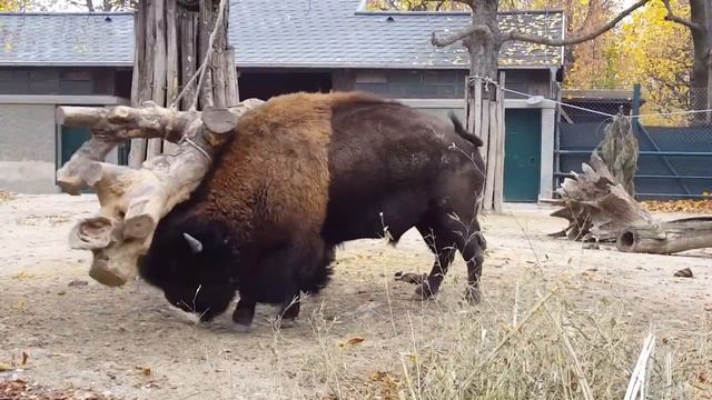 Мощь бизона в одном видео, как он легко играет деревом словно мы мячиком. Зоопарк в Вене смотреть онлайн
