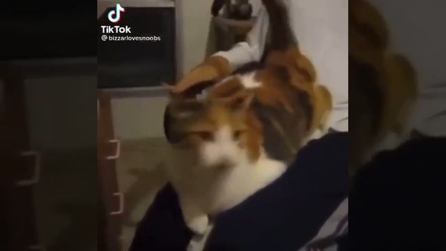Кот бобёр и его друг живот.... смотреть онлайн
