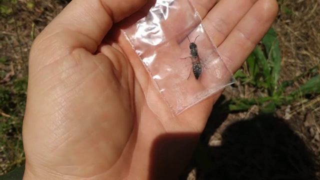 Стафилин великолепный (Staphylinus caesareus Ced.)ПМР, Молдова смотреть онлайн