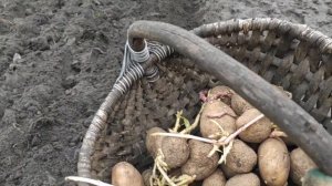 САЖАЕМ КАРТОФЕЛЬ РОСТКАМИ ВНИЗ,чтобы с куста получить ведро картошки. Картоха Черное Конго из семян