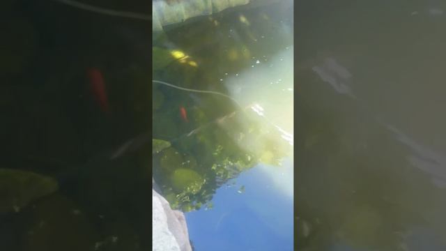 Прудовое хозяйство дяди Юры смотреть онлайн