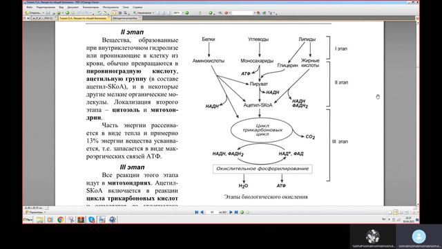 Тимин биохимия. Кресб Гликолиз Окислительное фосфорилирование смотреть онлайн