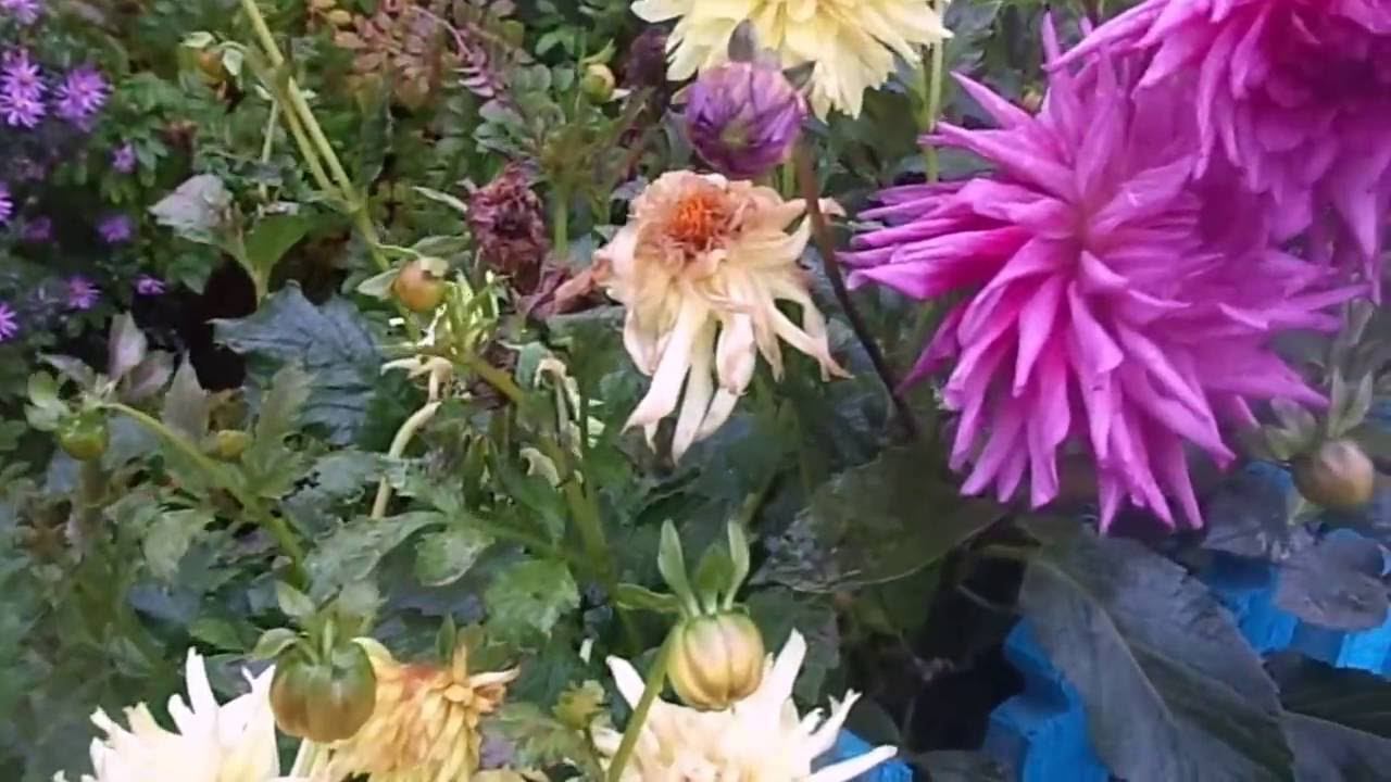 Многолетние и Однолетние Георгины - Уборка и Отличный Способ Хранения Клубней До Весны. смотреть онлайн