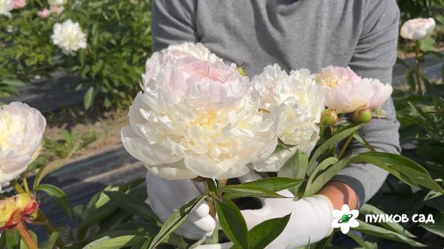 Florence Nicholls peony. Флоренс Николс пион. Пулков сад смотреть онлайн