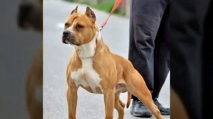 Стаффорд не просто собака