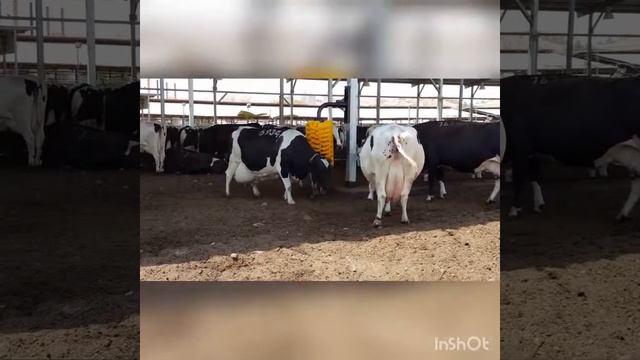 Yotvata Happy Cow смотреть онлайн