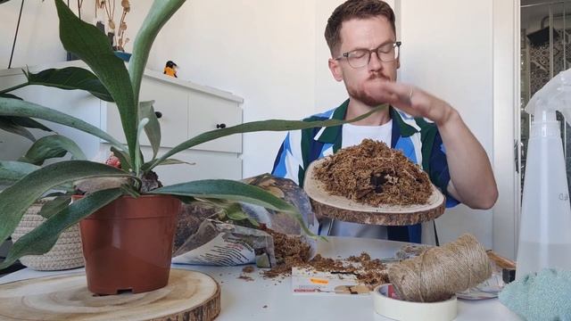 Проект с папоротниками. Платицериум и Асплениум. Декор своими руками.