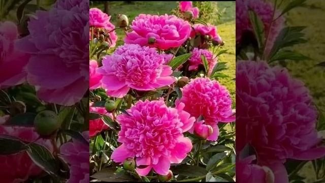 Медитация на хороший день ??♀️☀️?. смотреть онлайн